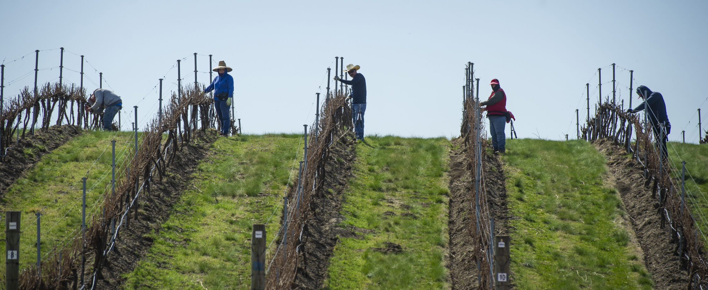 Springtime in the vineyards